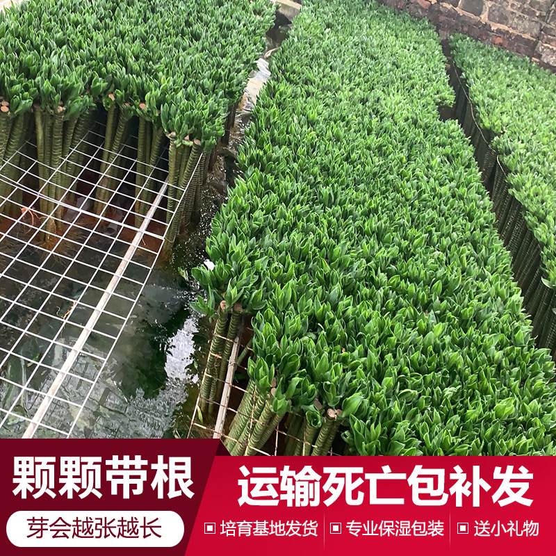 富贵竹植物水养盆栽客厅转运竹室内观音竹龙竹招财带根绿植荷花竹 - 图0