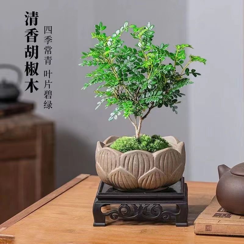 驱蚊清香胡椒木盆栽室内花卉好养绿植净化空气吸除甲醛植物提神-图0