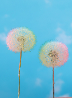 巨型蒲公英花朵干花永生花