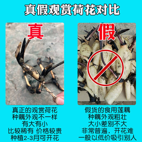 荷花盆栽水养莲藕苗种莲花大型四季观赏睡莲生水培植物碗莲种根苗 - 图0