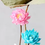 Лотосы, цветочные композиции, комплект, цветок лотоса