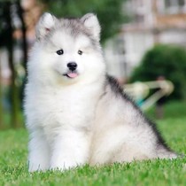 Pure Breeds Alaska Puppies Giant Alaska Dog Peach Face Alaska Sledge Dog Grey Red Allah