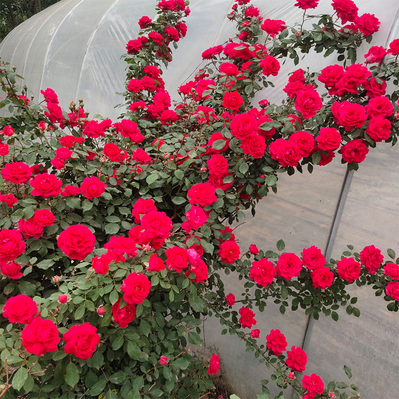 欧洲藤本月季爬藤植物蔷薇花苗爬墙花阳台庭院攀援花卉欧月大苗-图1