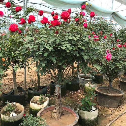 树桩月季棒棒糖特大花庭院阳台盆栽嫁接玫瑰花苗大花浓香树状月季 - 图0