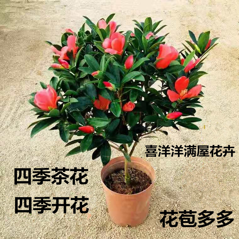 四季茶花盆栽室外庭院绿植室内阳台开花植物杜鹃红山茶带花苞花卉