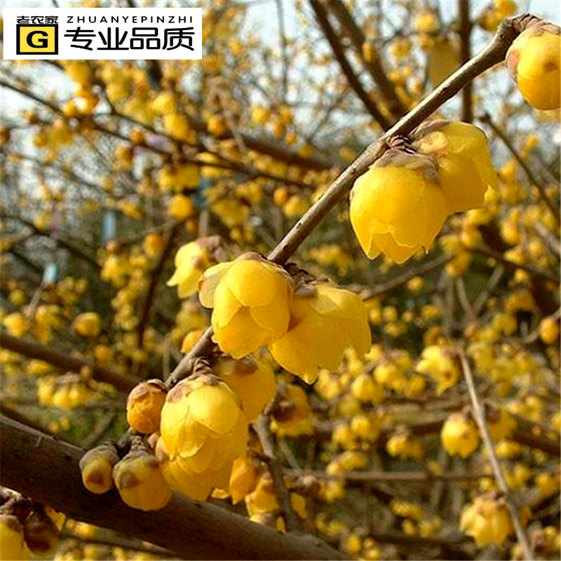 腊梅花树苗盆栽老桩庭院耐寒冬季开花卉植物阳台浓香原生高杆腊梅-图2