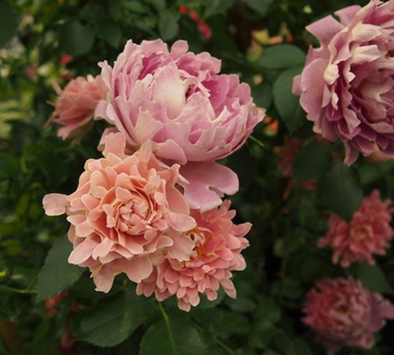新品菊花型花瓣藤本月季花苗 梦幻褶边 波浪花边浓香大花爬藤