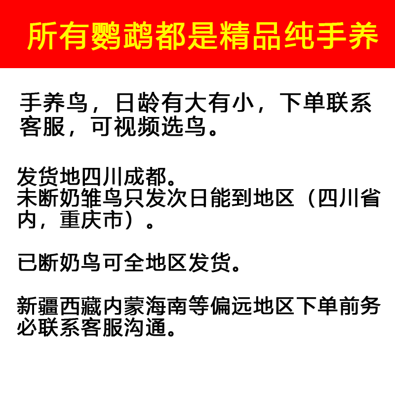 桃脸桃面牡丹鹦鹉中高端手养鸟亲人半毛断奶活体幼鸟雏鸟活鸟宠物 - 图0