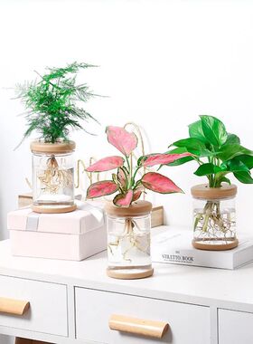 Hydroponic Flower Pot Home Vase Decor Lazy Water Absorbing F