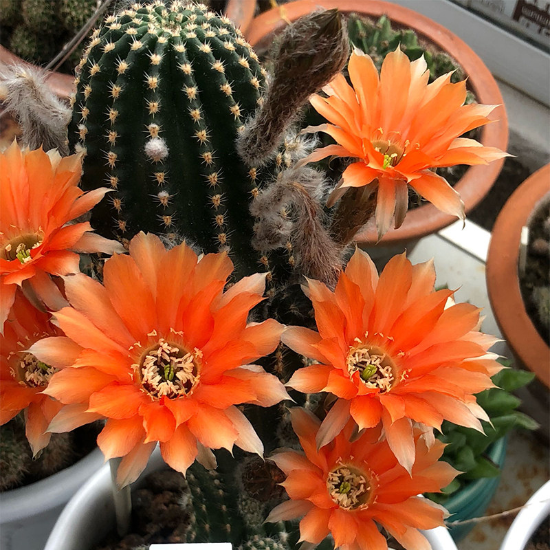 二月晴开花仙人球仙人柱黑金刚开大花彩草群生超大 二月晴开花仙人球仙人柱黑金刚开大花彩草群生超大