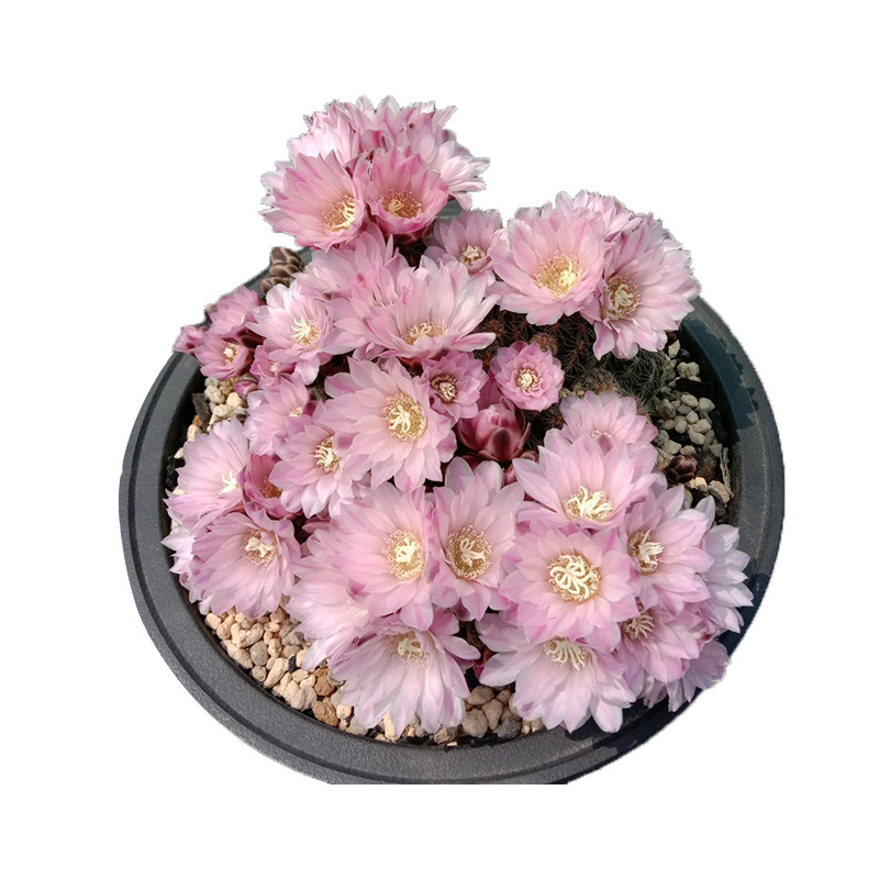 二月晴樱花罗星丸仙人球裸萼球属群生多头易群花阳台盆栽多肉植物 二月晴 淘优券