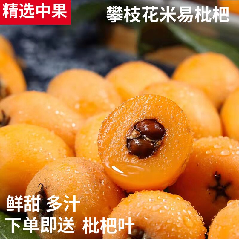 四川攀枝花米易甜枇杷当季新鲜现摘孕妇水果五星琵琶(中果20-35g)