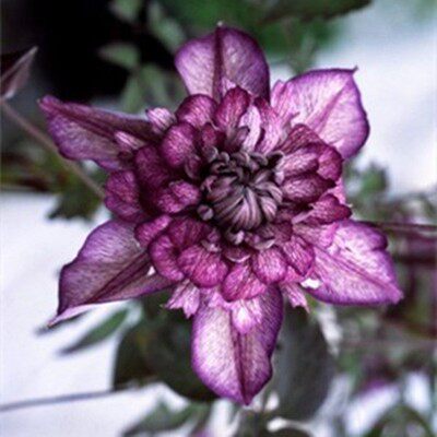 F系四季重瓣铁线莲爬藤植物花苗带花庭院花卉盆栽地栽观花植物 - 图2