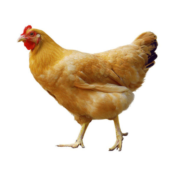 【50枚】种蛋受精蛋 可孵化纯种种蛋土鸡种蛋30枚受 三黄鸡宠物鸡,淘宝优惠券,粉丝福利购,淘宝优惠卷