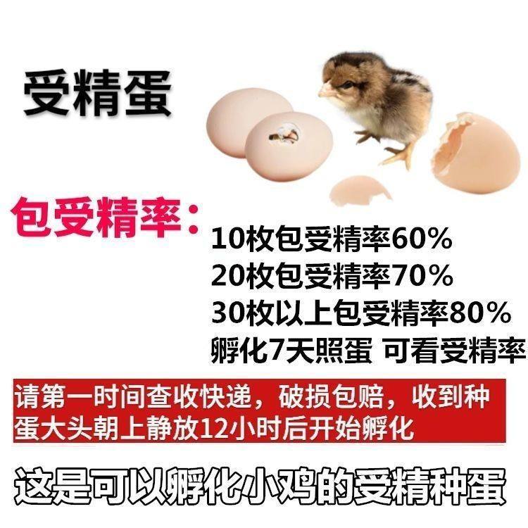 苏禽绿壳下蛋多绿壳蛋鸡种蛋受精蛋可孵化小鸡的蛋量大优惠宠物鸡,淘宝优惠券,粉丝福利购,淘宝优惠卷