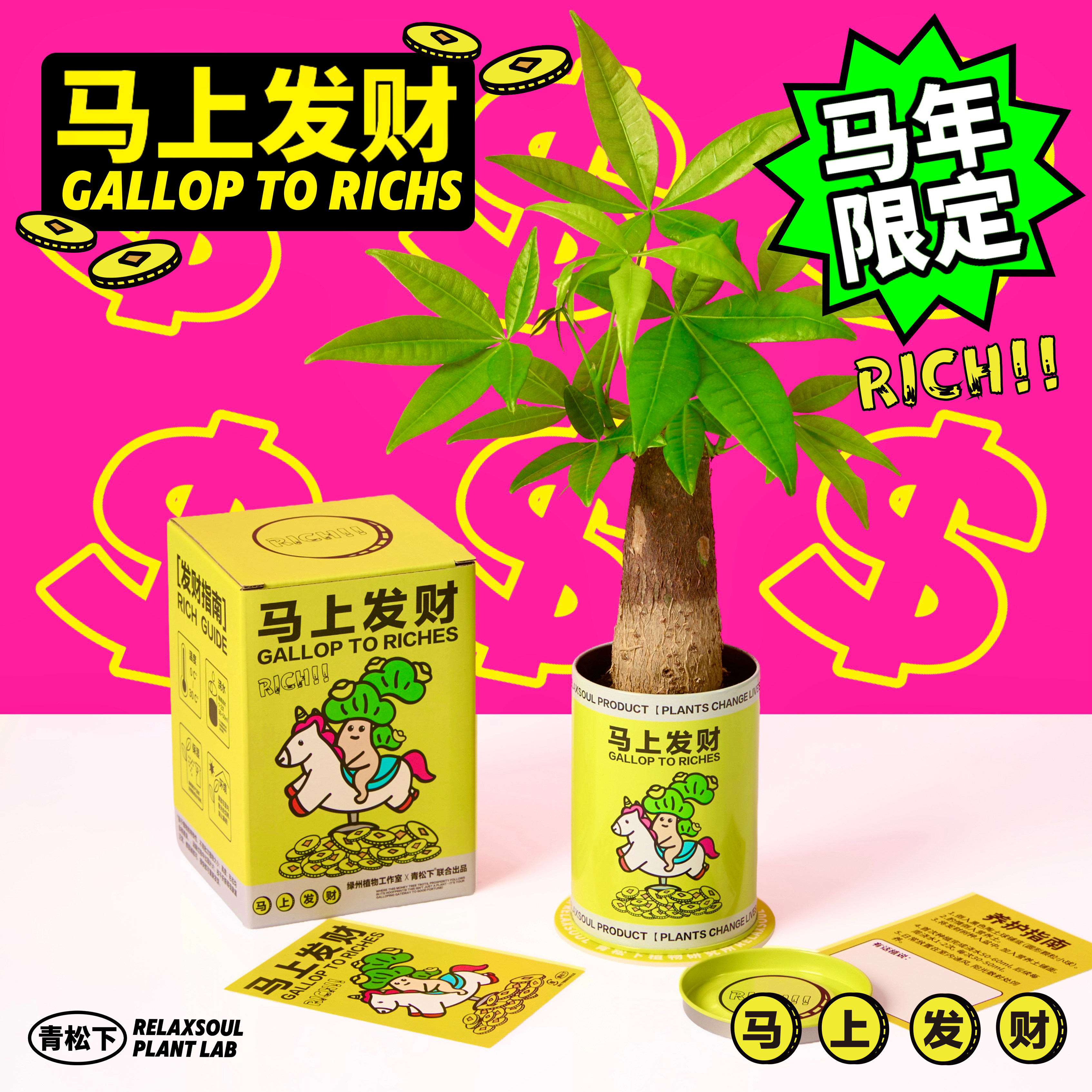 青松下-马上发财 发财树盆栽室内办公桌绿植情绪植物好养创意礼物,淘宝优惠券,粉丝福利购,淘宝优惠卷