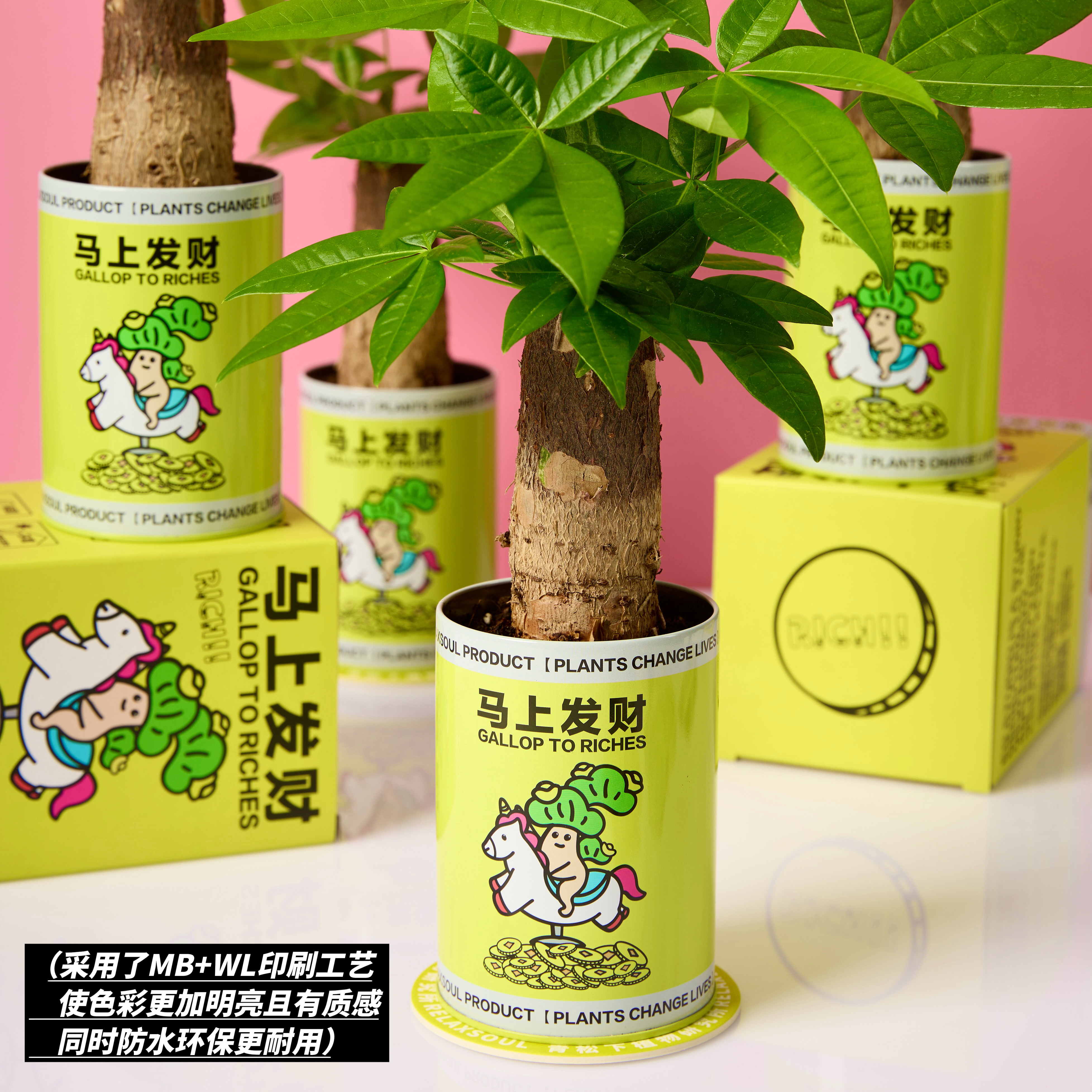 青松下-马上发财 发财树盆栽室内办公桌绿植情绪植物好养创意礼物,淘宝优惠券,粉丝福利购,淘宝优惠卷