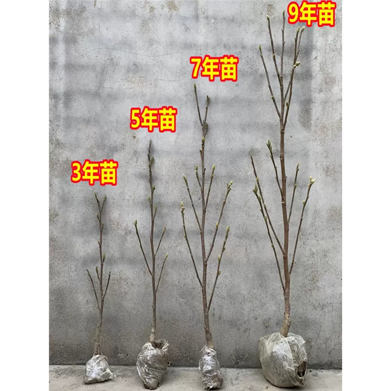 矮化玉兰树苗盆栽 地栽 盆景紫玉兰花苗带花苞别墅阳台庭院木本,淘宝优惠券,粉丝福利购,淘宝优惠卷