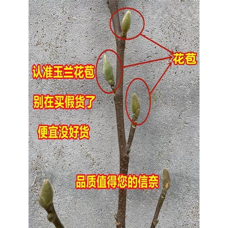 矮化玉兰树苗盆栽 地栽 盆景紫玉兰花苗带花苞别墅阳台庭院木本,淘宝优惠券,粉丝福利购,淘宝优惠卷
