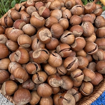 Rain Music Pint Open Group 23 Years Tandong Wide Meadow Opening Big Hazelnut 500 gr 2 Packs Remote shipping costs