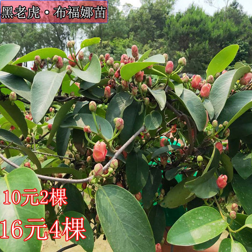 黑老虎果苗 五味子 布福娜大血藤酒饭团爬藤树苗抗霜冻南北方种植 - 图2