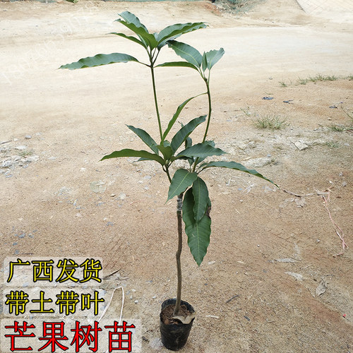 芒果树苗桂七芒金煌芒红贵妃澳芒台农芒四季蜜芒嫁接苗带土带叶发 - 图0
