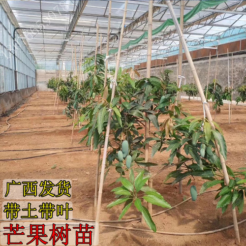 芒果树苗桂七芒金煌芒红贵妃澳芒台农芒四季蜜芒嫁接苗带土带叶发 - 图2