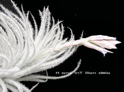 空气凤梨鸡毛掸子Tillandsia tectorum无土植物室内阳台绿植花卉 - 图1