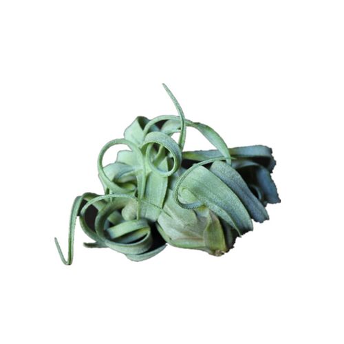 空气凤梨电烫卷Tillandsia streptophylla无土植物室内绿植花卉 - 图3