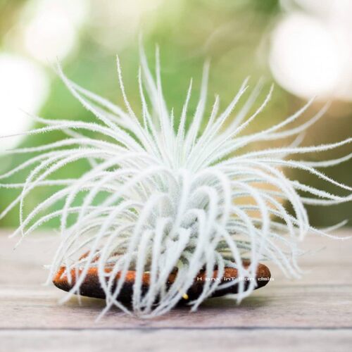 空气凤梨鸡毛掸子Tillandsia tectorum无土植物室内阳台绿植花卉 - 图0