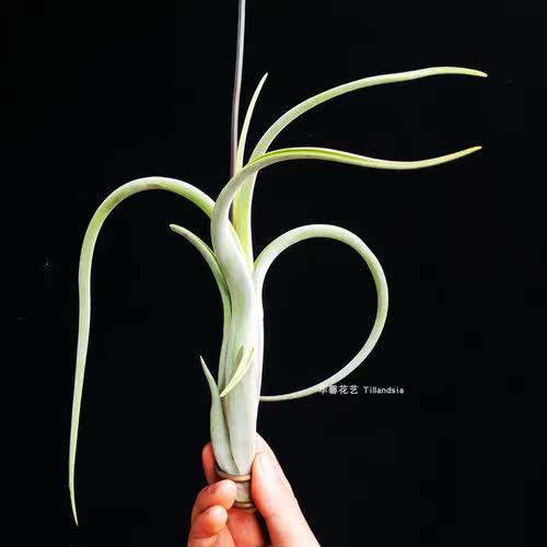 空气凤梨花中花Tillandsia intermedia无土植物室内阳台花卉绿植 - 图1