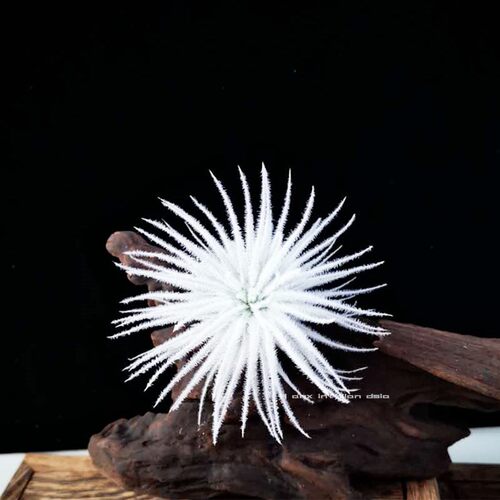 空气凤梨鸡毛掸子Tillandsia tectorum无土植物室内阳台绿植花卉 - 图2