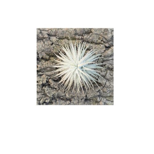 空气凤梨鸡毛掸子Tillandsia tectorum无土植物室内阳台绿植花卉 - 图3