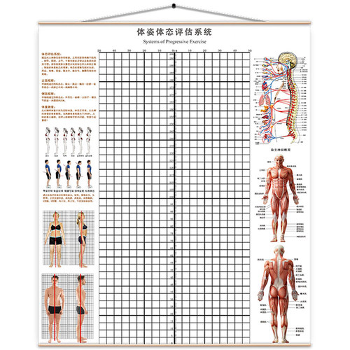 体评估图站姿姿体测表健身姿势瑜伽体位墙壁纸装饰 - 图3