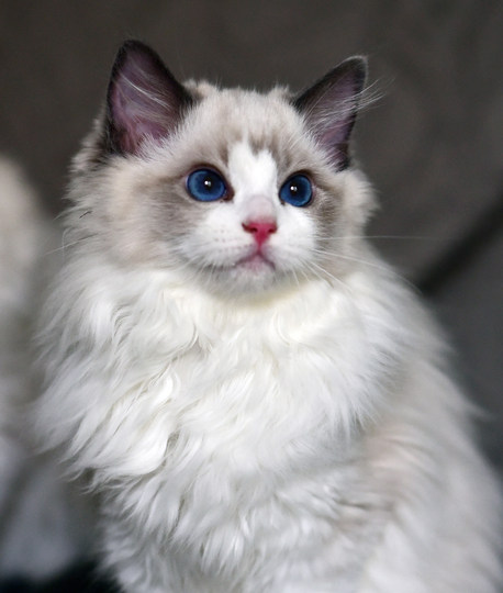 牛猫饭全熟生骨肉熟肉超强增加抵抗力下奶尿结石辅助