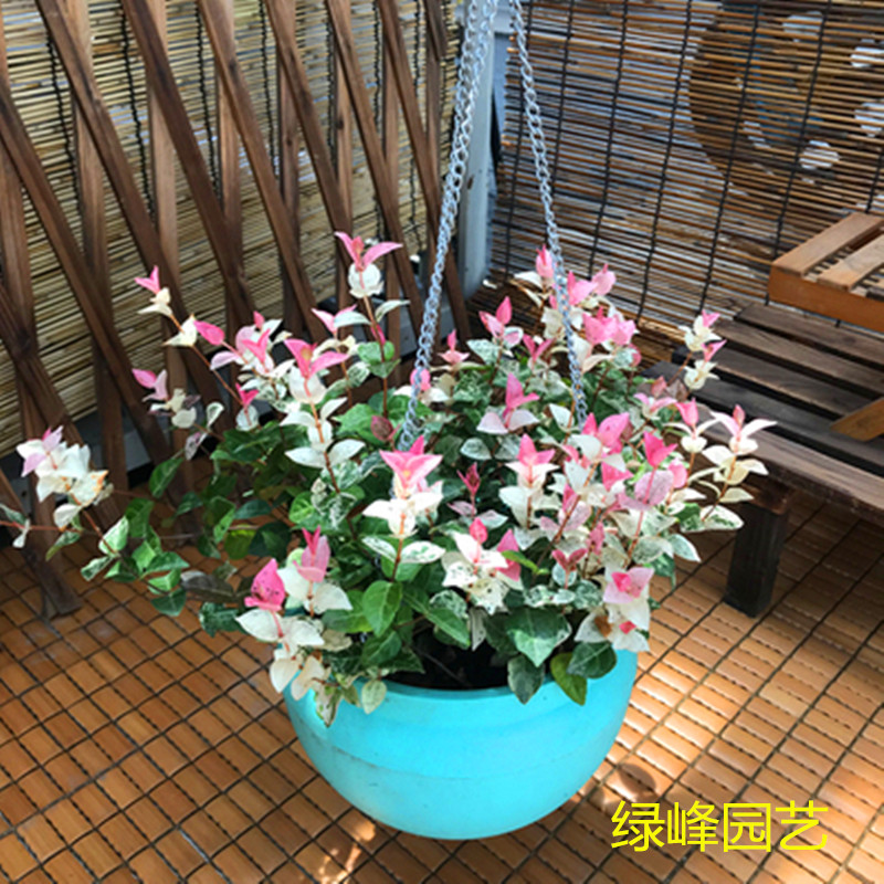 彩叶络石 花叶络石盆栽 吊兰 垂吊露天阳台庭院