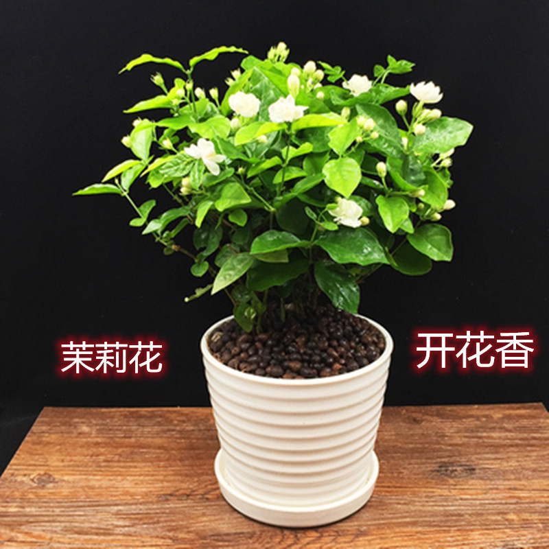 包邮鸳鸯双色茉莉花树苗浓香型阳台庭院四季开花茉莉花木本棒棒糖-图1