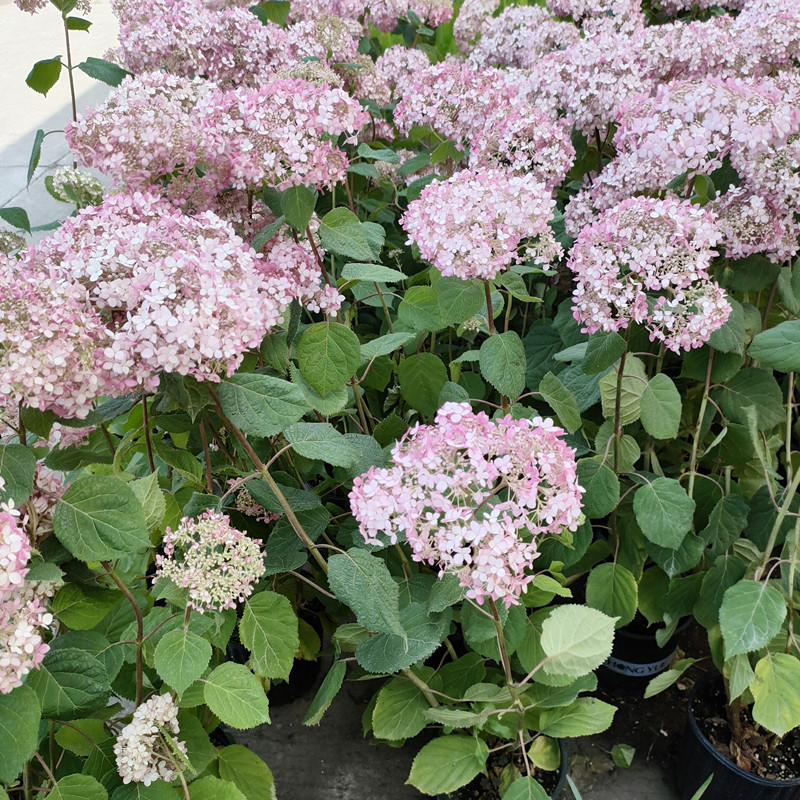 绣球花盆栽庭院阳台四季花卉八仙花花苗紫阳花无尽夏带土发货 包 上海绿峰园艺 淘优券