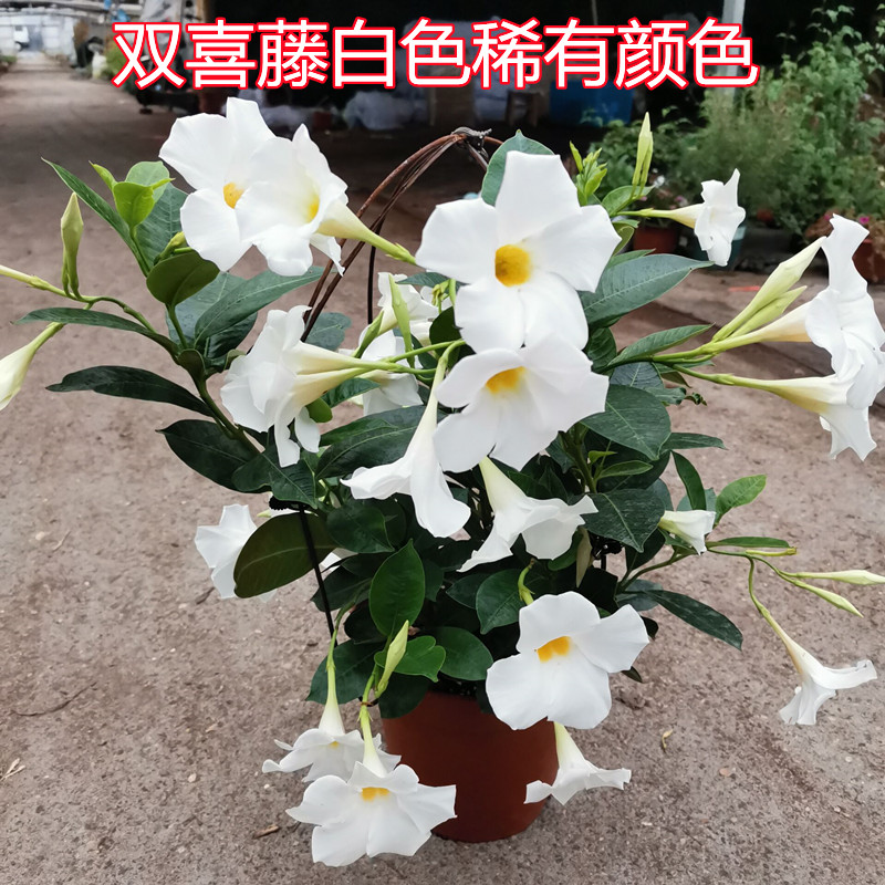 双喜藤红蝉花飘香藤盆栽耐热耐旱爬藤植物四季养室内外般新家包邮