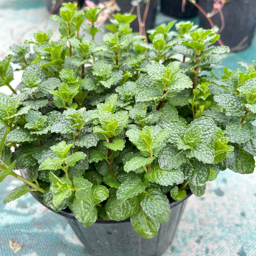 薄荷盆栽可食用香草阳台庭院绿植迷迭香紫苏萝勒驱蚊提神醒脑包邮 - 图2