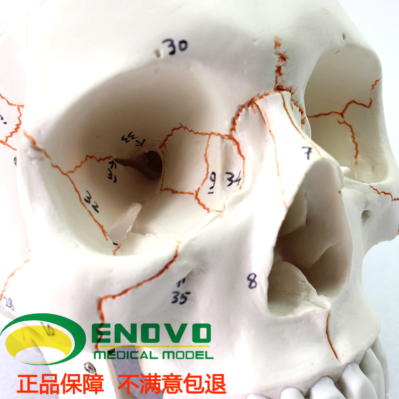 ENOVO颐诺1:1医学用高端人体头骨模型头颅骨解剖标本骨骼神经模型 - 图2