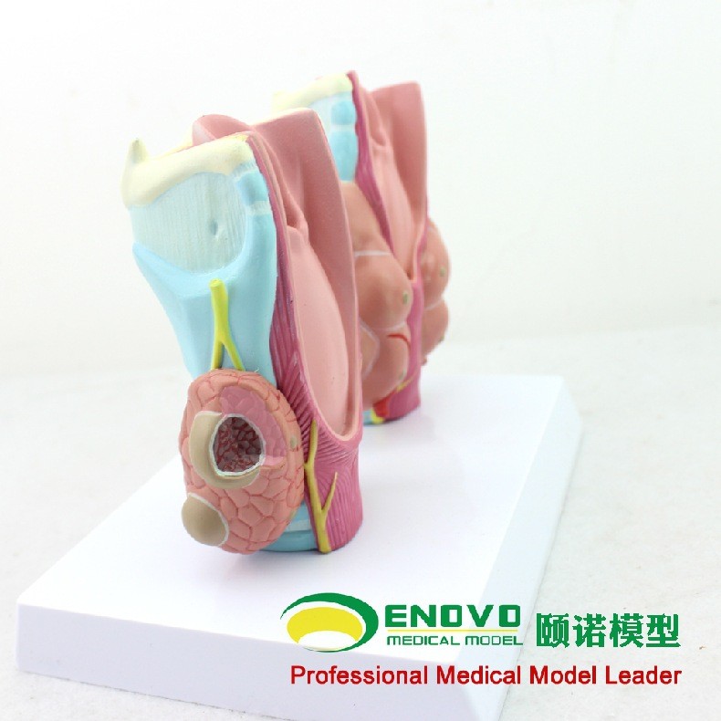 ENOVO颐诺 人体甲状腺病理模型甲亢甲低甲减 内分泌系统医学解剖 - 图1