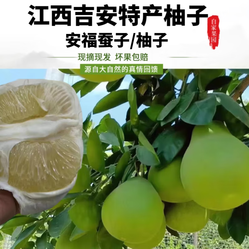 【顺丰可选】安福蚕子新鲜水果江西特产吉安金兰柚井冈蜜柚土柚子,淘宝优惠券,粉丝福利购,淘宝优惠卷
