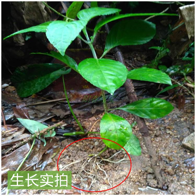 南板蓝根苗马蓝叶南板蓝根新鲜枝叶可观赏食用 防治流感清热解毒 - 图3