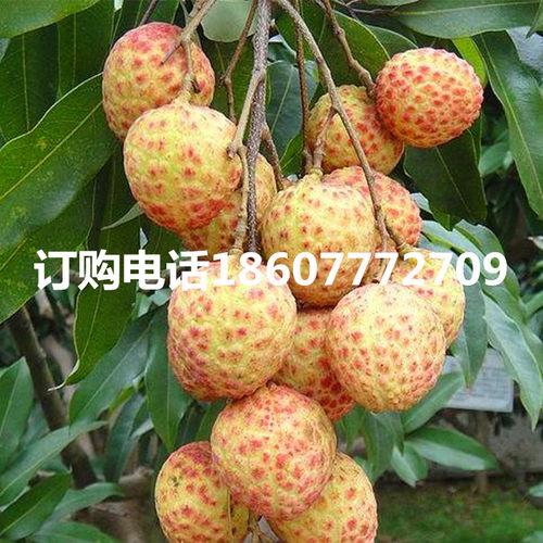 樟木头观音绿荔枝苗仙进奉桂味冰荔枝水果苗庭院盆栽种植果树苗 - 图2