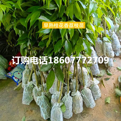 海南早熟桂花香桂花香荔枝树苗种植当年可以结果红肉菠萝蜜苗红毛 - 图0