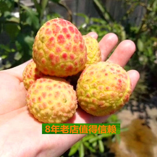樟木头观音绿荔枝苗仙进奉桂味冰荔枝水果苗庭院盆栽种植果树苗 - 图1