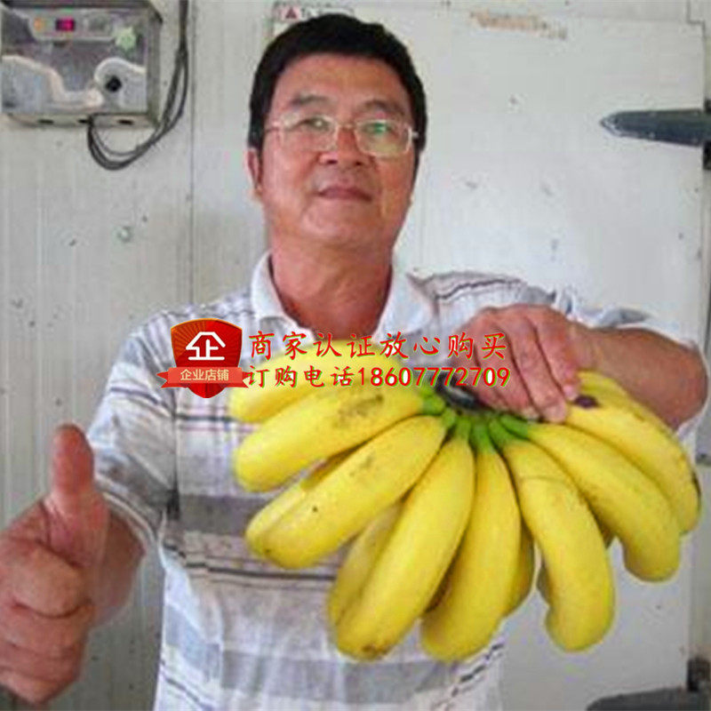 大蕉苗芭蕉苗香蕉苗红香蕉苗荔枝苗红肉菠萝蜜苗猫山王榴莲树苗,淘宝优惠券,粉丝福利购,淘宝优惠卷