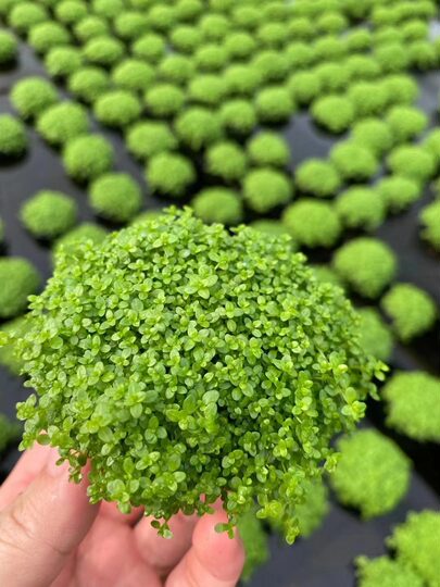 Mini dwarf pearl grass fish tank landscaping aquatic grass field straight hair lazy hydroponic oxygenated freshwater grass living plant