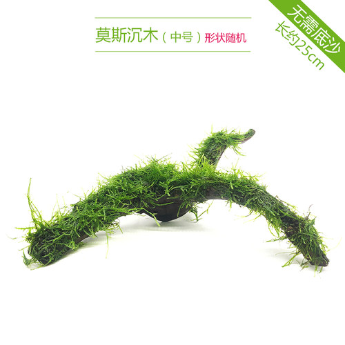 鱼缸造景莫斯铁皇冠沉木懒人淡水榕增氧观赏中后景凤尾苔水培水草 - 图1